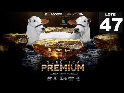 LOTE 47   GRAN 2618