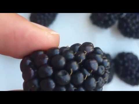 Vídeo: Bonkers Over Blackberries: Benefícios, Dicas E Curiosidades
