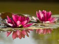Lotus  -  Secret Garden