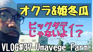 21/07/25 連日の猛暑　オクラ圃場の草取り&姫とうがんの収穫