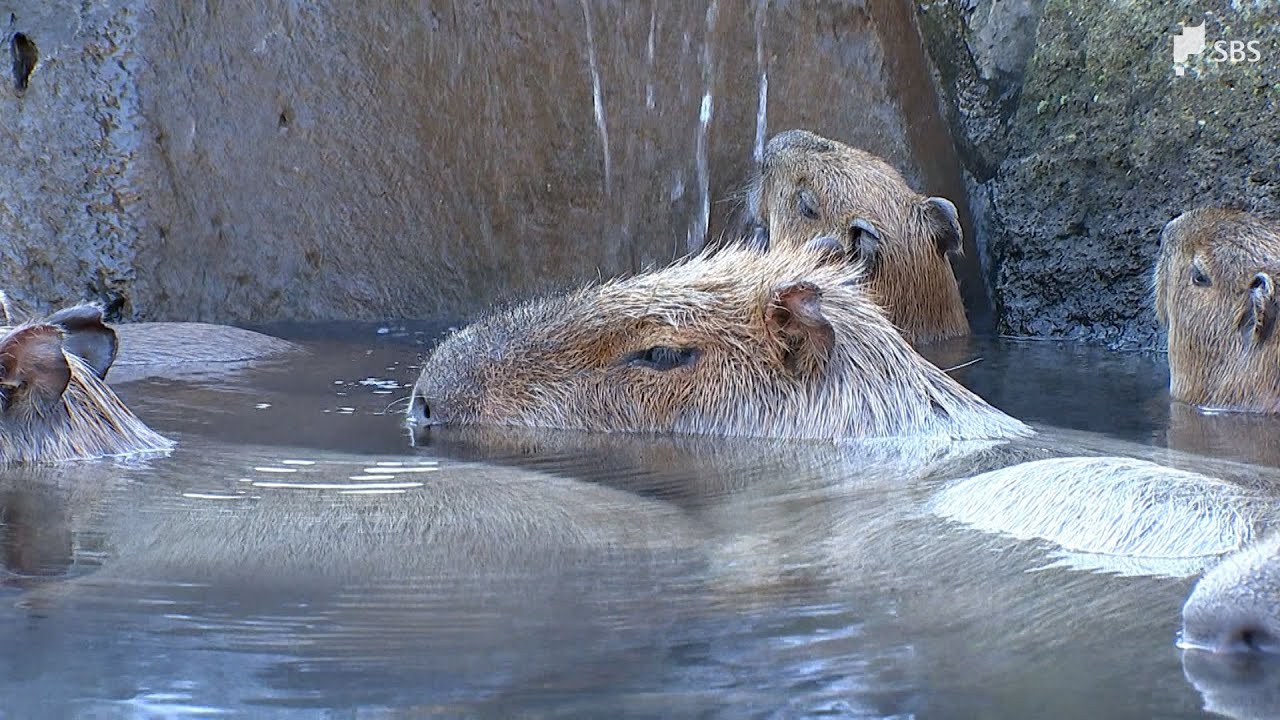 カピバラ Third time's not a charm Capybara long bath contest: Shizuoka's