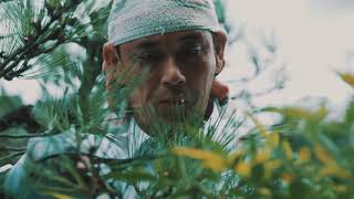 Pine Pruning at Jizo Temple