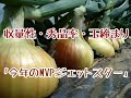 早生玉葱「ジェットスター」圧巻の玉揃い！