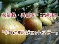 早生玉葱「ジェットスター」圧巻の玉揃い！