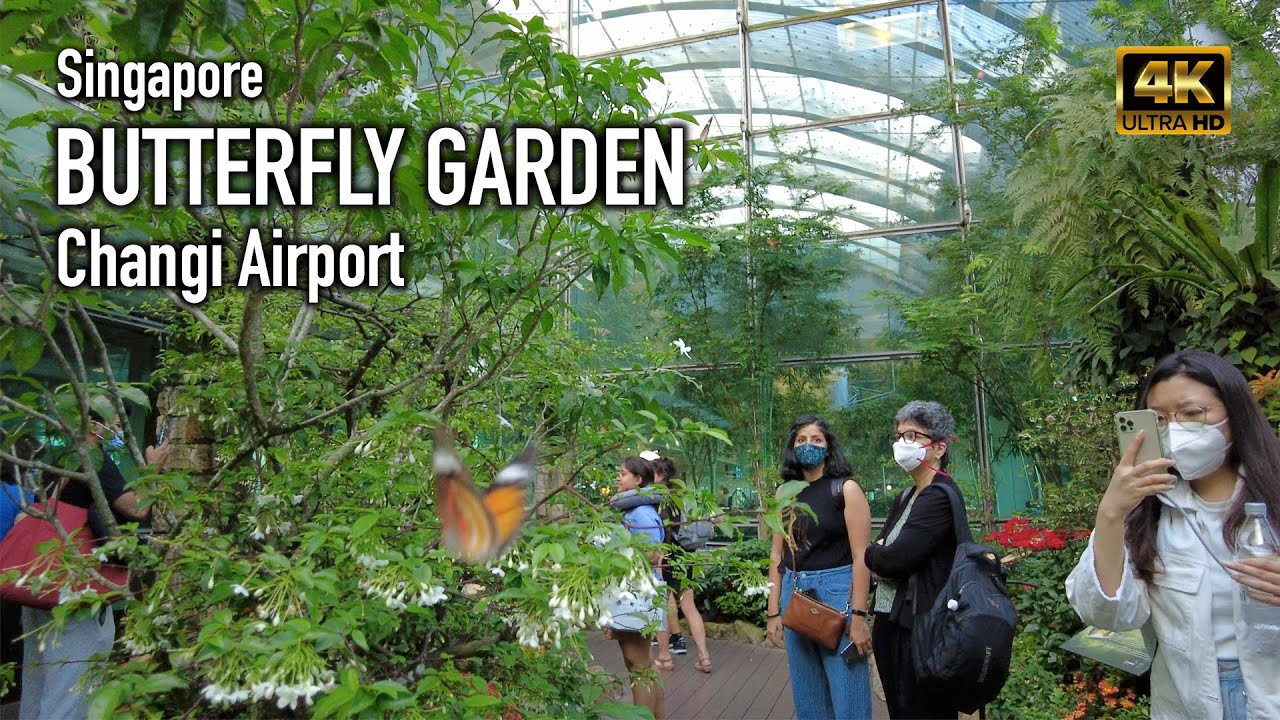 Singapore Butterfly Garden Changi Airport YouTube