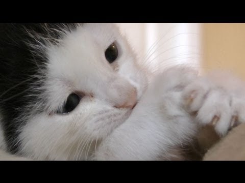 Meet Pancake - The Most Cutest Kitten In The World