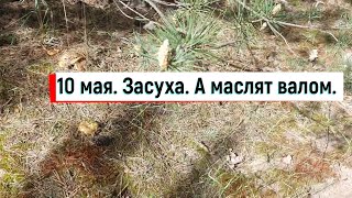 10 мая 2024. В лесу  засуха.  А маслят валом.