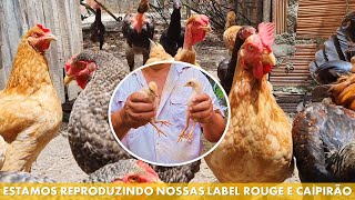Colocamos Os Ovos Das Nossas Label Rouge E Caipirão Para Chocar - Veja O Resultado