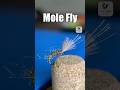 Mole fly easy fly tying guide