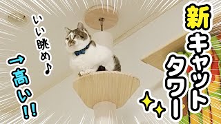 I bought a new cat tower for my cat that is gaining weight