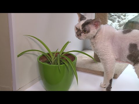 Коты и цветы. Как выбрать безопасные для домашнего любимца комнатные растения