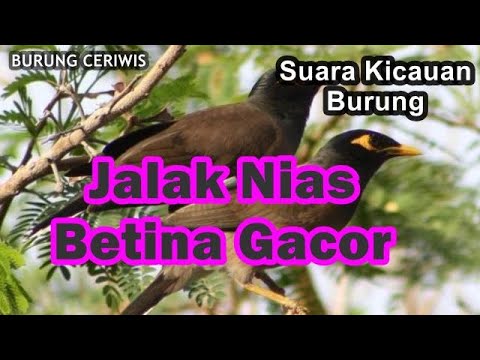 Suara Kicaun Burung Jalak Nias Betina Gacor Pancingan Memanggil