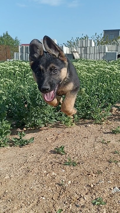 Счастливый щенок!😍 Happy puppy! - YouTube