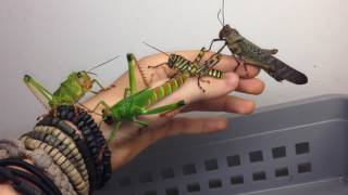 Grasshoppers from Venezuela!