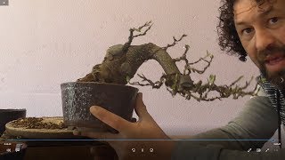 Cómo transformar un aliso en un precioso bonsai