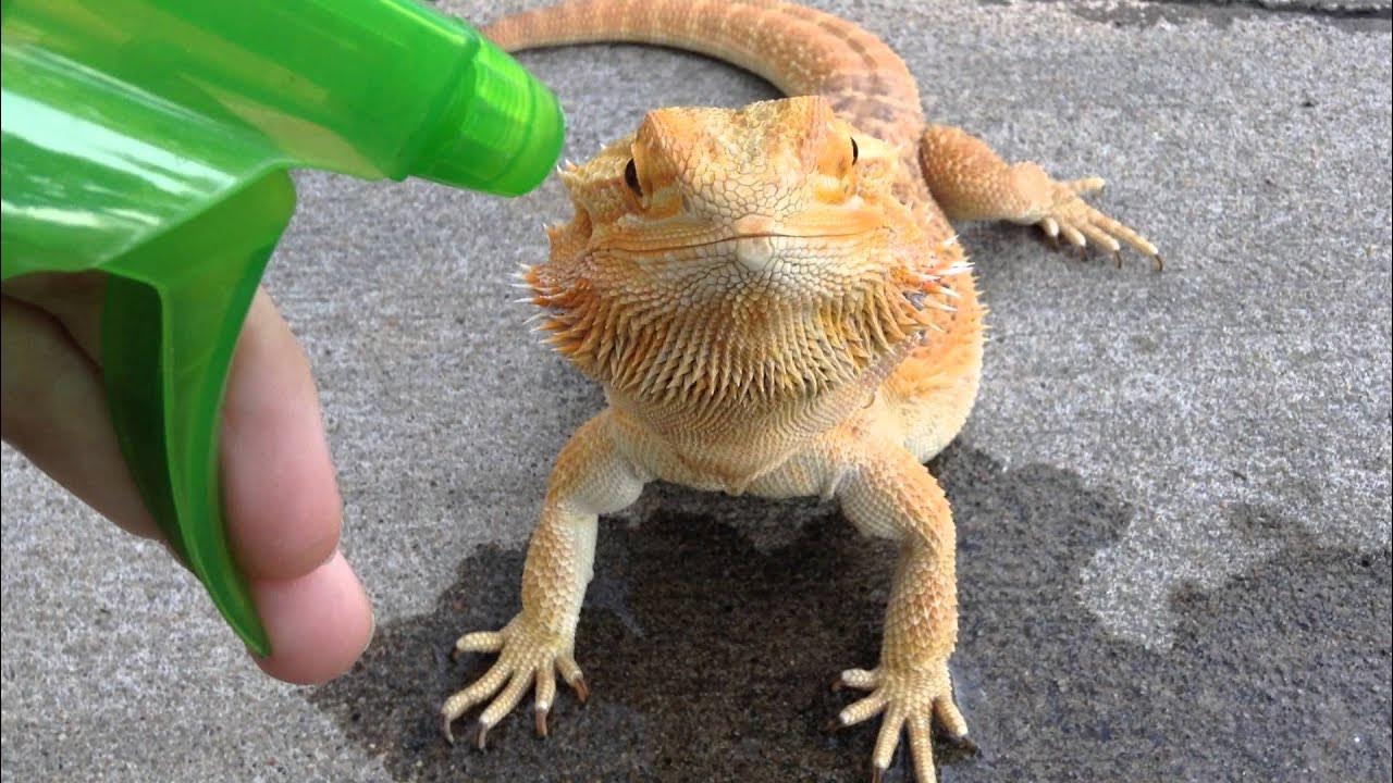 Игуана мем. 2 ящерицы мем. Зеленая игуана. Смешная ящерица. Смешные игуаны.