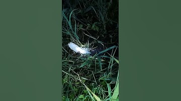 Chạm mặt thủy quái khủng khi thăm câu đêm mồi trùng #mientay #fishing