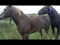 Horse Breeding Farm in US | Simple Equine Farm Part 2