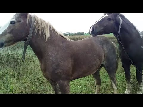 مزرعه پرورش اسب در ایالات متحده | مزرعه اسب ساده قسمت 2