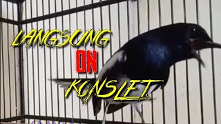 Download Lagu Siulan Kacer Gacor Menaikkan Emosi Kacer lain Agar Cepat ON MP3