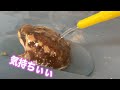 アメフクラガエルにぬるま湯を浴びせてみた。