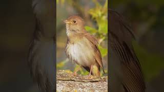 The beautiful sounds of common nightingale singing / bird sounds nightingale