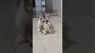 Wat zijn de moeder en haar kitten schattig!😹