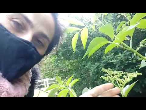 Vídeo: Flores De Saúco Negro: Instrucciones De Uso, Indicaciones, Dosis, Análogos