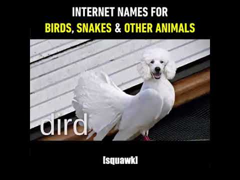 internet names for birds snakes and animals 9gag it youtube