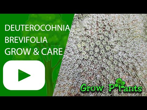 Deuterocohnia brevifolia - grow & care (Abromeitiella chlorantha)