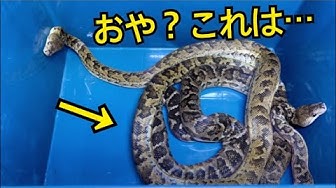 キューバボア Youtube キューバボア Youtube