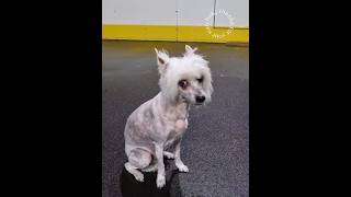 Chinese Crested  Evra after haircut(feeling shy) #shorts