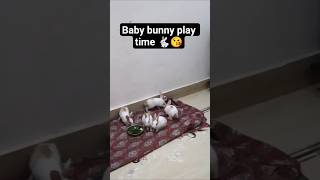 baby bunny play time 🐇😚 #rabbit #bunny #cutebunny #rabbitbabby #cuteanimal