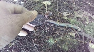 cách nhận biết lan kim tuyến đúng loại mà rất nhiều người hay nhầm lẫn - hiếu channel