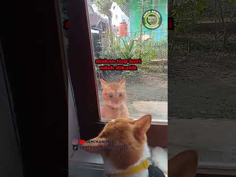 KUCING RAS NGADU KE KUCING OREN #shorts