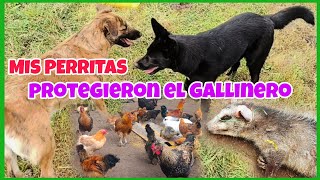 Mi gallinero está protegido por las GUARDIANAS DE LA GRANJA..les cuento como llegaron a mi vida ‍