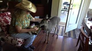 Breakfast with Bambi the Whitetail Deer Fawn (day 96)