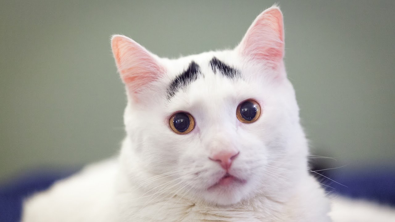 Raising Eyebrows: Cute Cat Becomes Viral Sensation - YouTube