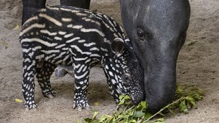 Tiny Tapir Baby Tiptoeing Through the Timeline | San Diego Zoo