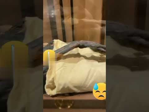 فرعون کی لاش