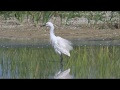 Little Egret, fishing in Burgas Lake, Egretta garzetta
