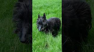Scottish Terriers & Westies love to sniff and Potter around the long grass     #shortsfeed