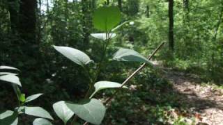 Vibrasphere - Ensueno