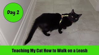 Teaching My Cat How to Walk On a Leash Day 2 by Serena the kAt 378 views 1 month ago 2 minutes, 57 seconds