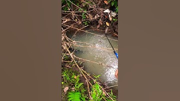 Mancing ikan wader #mancing #fishing #shorts