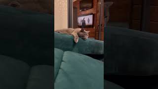Симба переезд #cat #видосыоткота #кот #прикольныекоты #котики #веселыекоты #котик