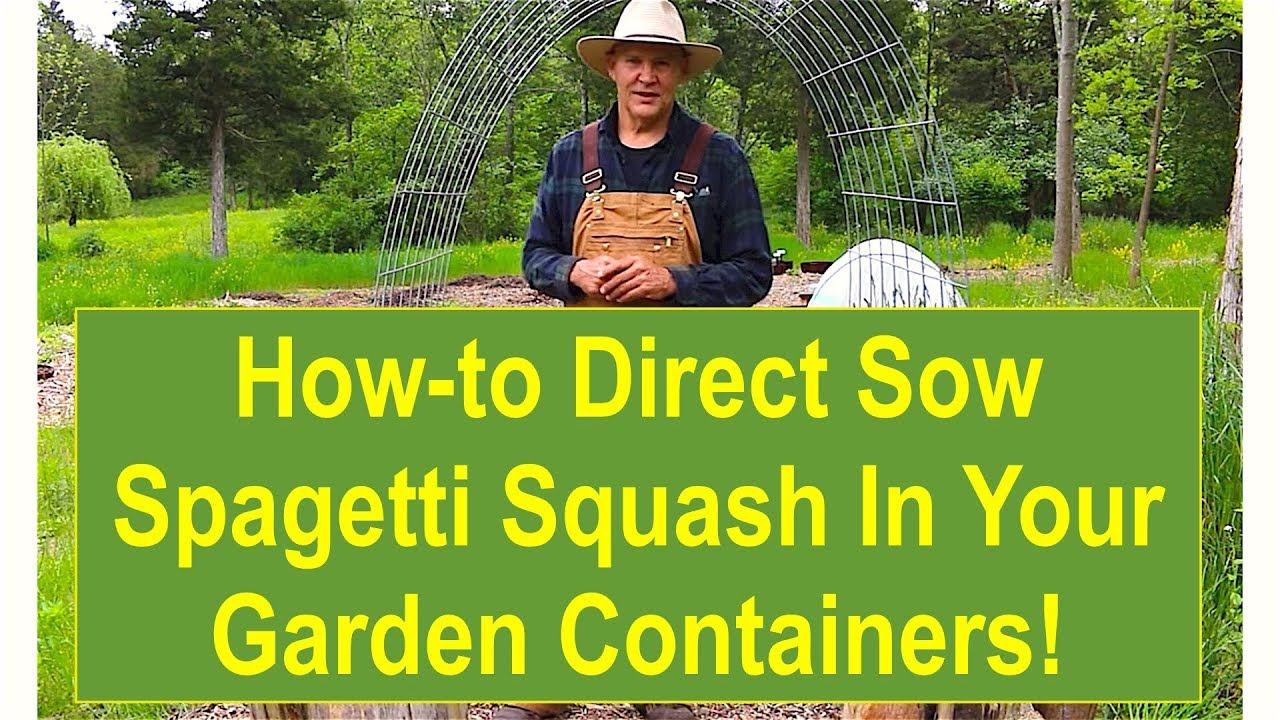 Tips And Ideas On How To Direct Sow Spaghetti Squash In Your Garden Tips And Ideas On How To Direct Sow Spaghetti Squash In Your Garden Containers