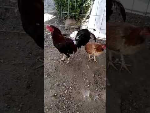 Gallo Albany con gallina Albany y gallina Kelso copete - YouTube