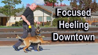 VLOG: Ball training at City Hall by Modern Malinois 21,828 views 1 year ago 5 minutes, 20 seconds