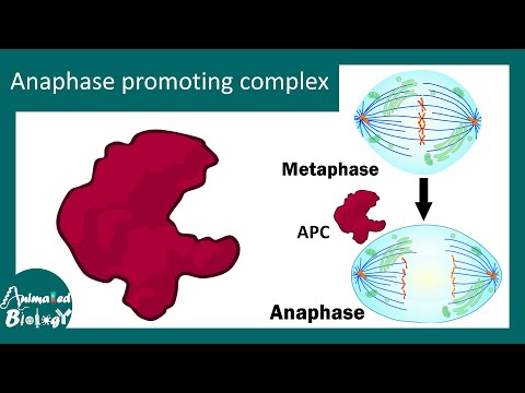 Anaphase Promoting Complex